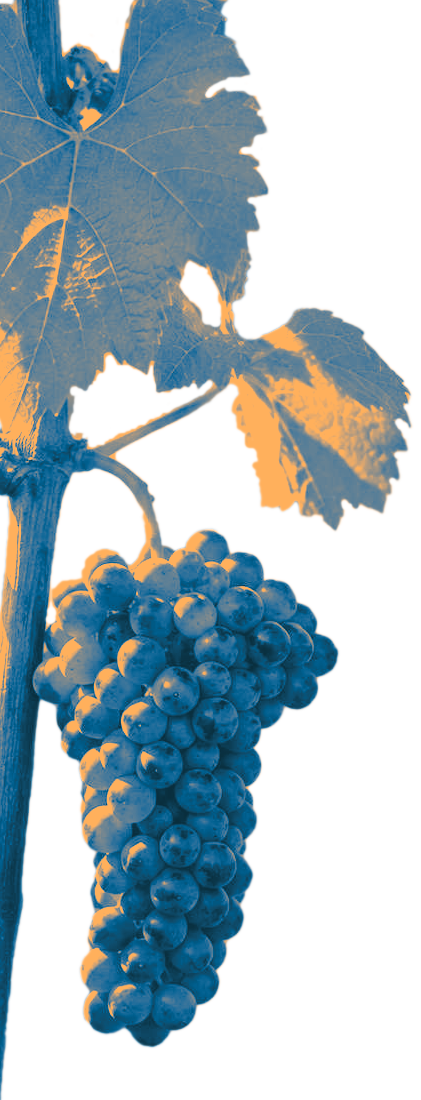 eine Weinrebe mit einer reifen Traube